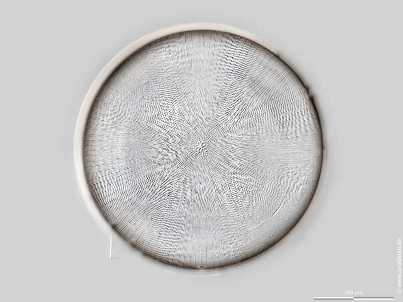 Coscinodiscus concinnus