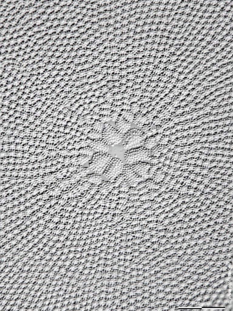 Coscinodiscus concinnus