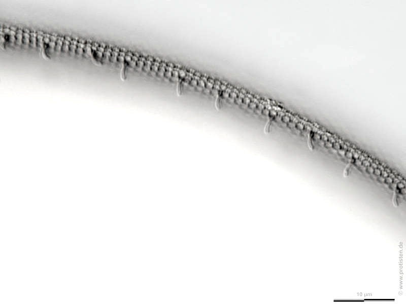Coscinodiscus concinnus