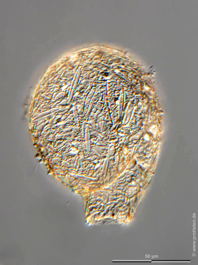 Lesquereusia modesta