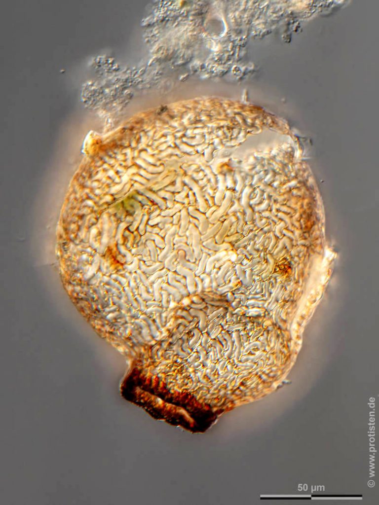 Lesquereusia spiralis