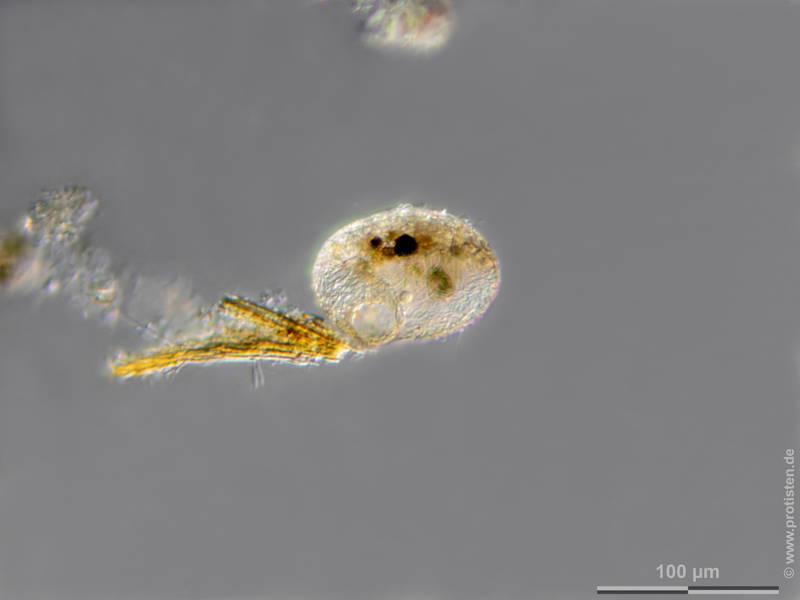 Lesquereusia spiralis