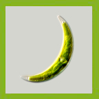 Desmids - Closterium