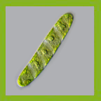 Desmids - Mesostimatophyceae