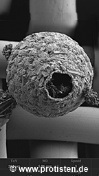 Netzelia tuberculata