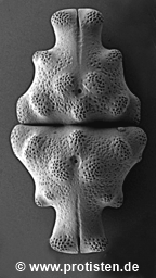 Euastrum neosinuosum