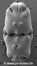 Euastrum ventricosum