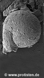 Lesquereusia spiralis