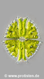 Micrasterias fimbriata