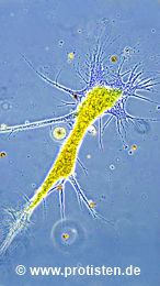 Chlamydomyxa labyrinthuloides