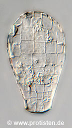 Quadrulella symmetrica