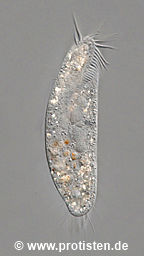 Tachysoma pellionellum