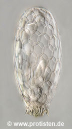 Tracheleuglypha elongata