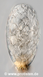 Tracheleuglypha elongata