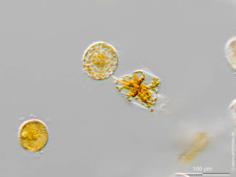 Ditylum brightwellii f. trigonum