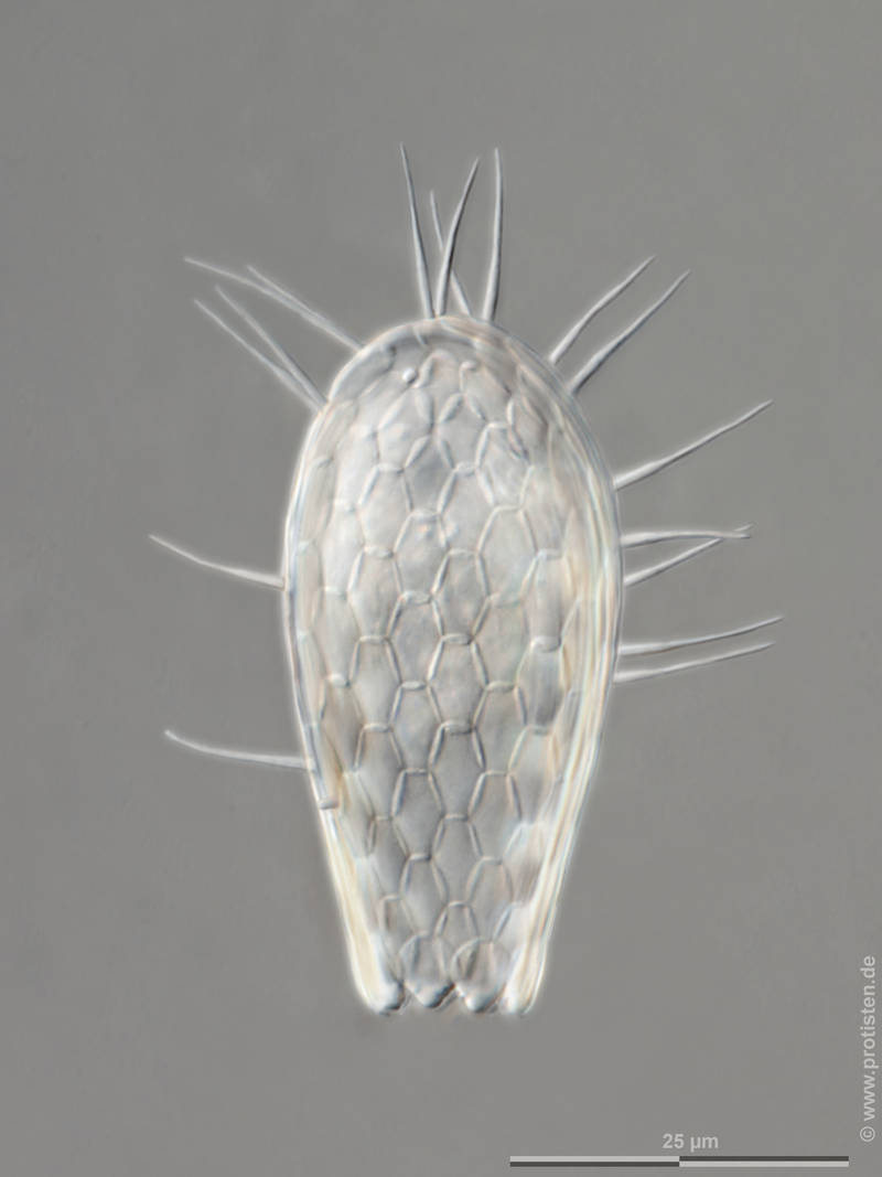 Euglypha filifera