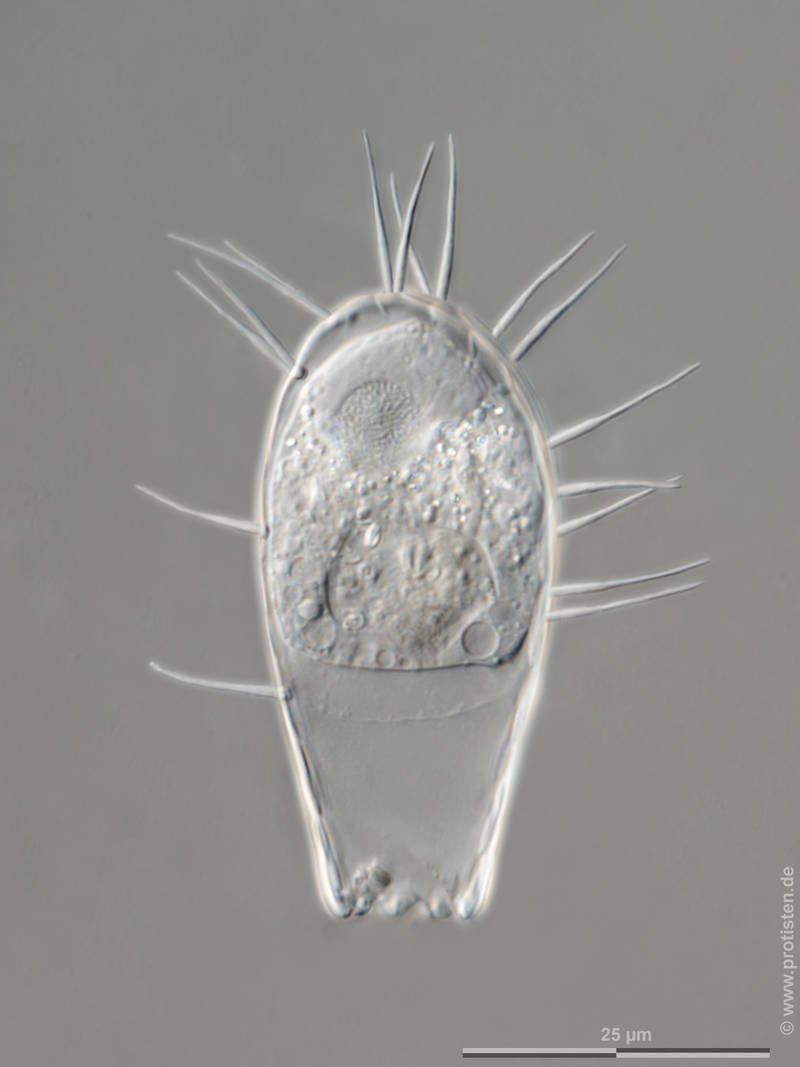 Euglypha filifera
