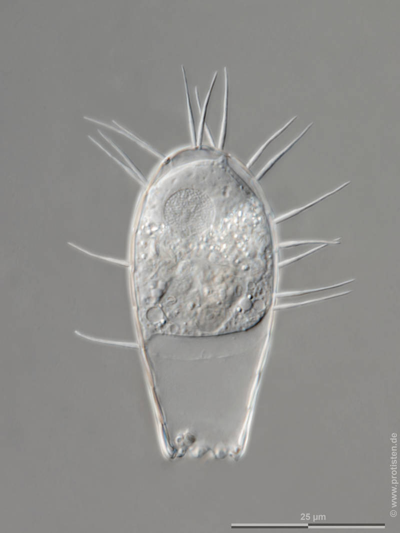 Euglypha filifera