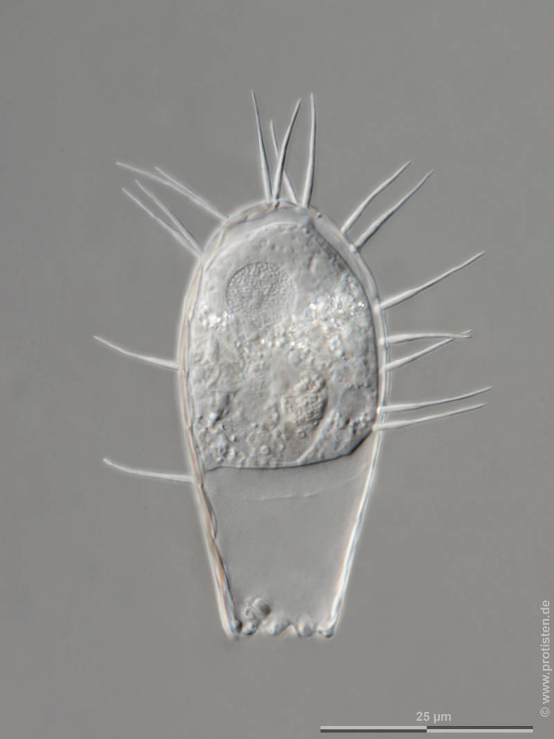 Euglypha filifera