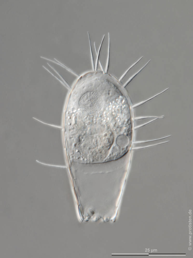 Euglypha filifera