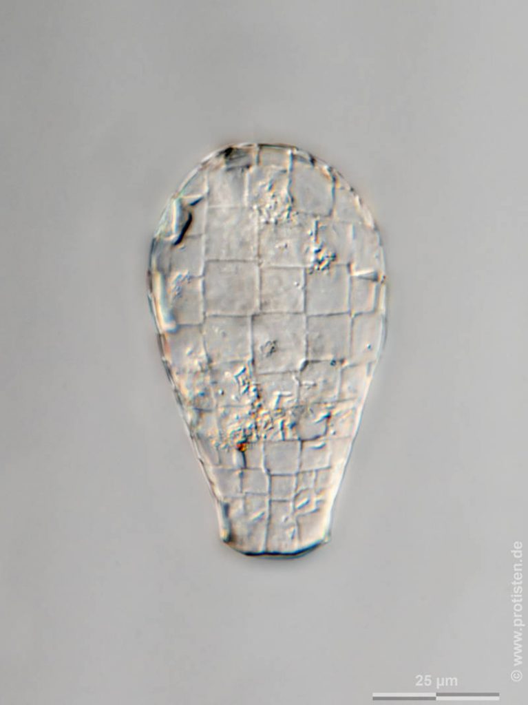 Quadrulella symmetrica