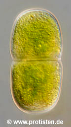 Actinotaenium cucurbita