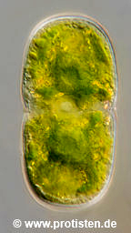 Actinotaenium cucurbita