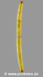 Closterium directum var. directum