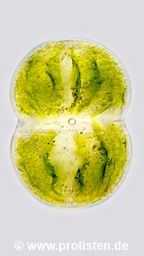 Cosmarium meneghinianum