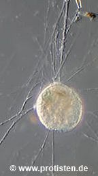 Edaphoallogromia bettighoferi