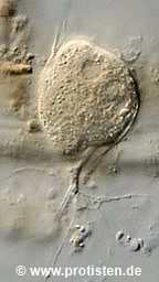 Edaphoallogromia bettighoferi