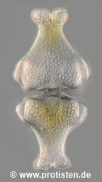 Euastrum insigne