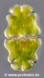 Euastrum ventricosum