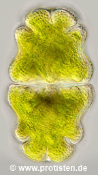 Euastrum ventricosum