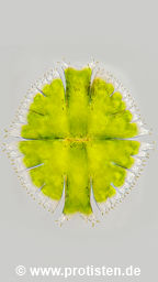 Micrasterias fimbriata