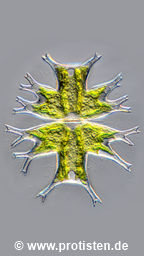 Micrasterias furcata