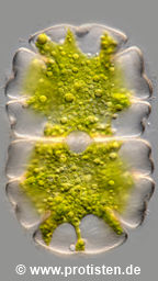 Micrasterias jenneri