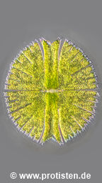 Micrasterias radiosa