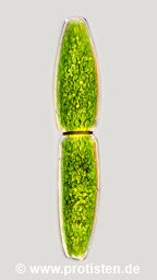 Pleurotaenium truncatum