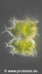 Staurastrum forficulatum