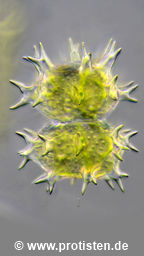 Staurastrum hantzschii