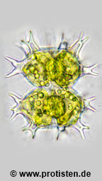 Staurastrum hantzschii