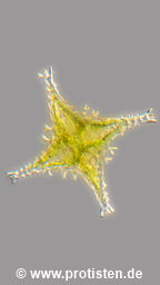 Staurastrum vestitum var. vestitum