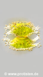 Staurastrum vestitum var. vestitum