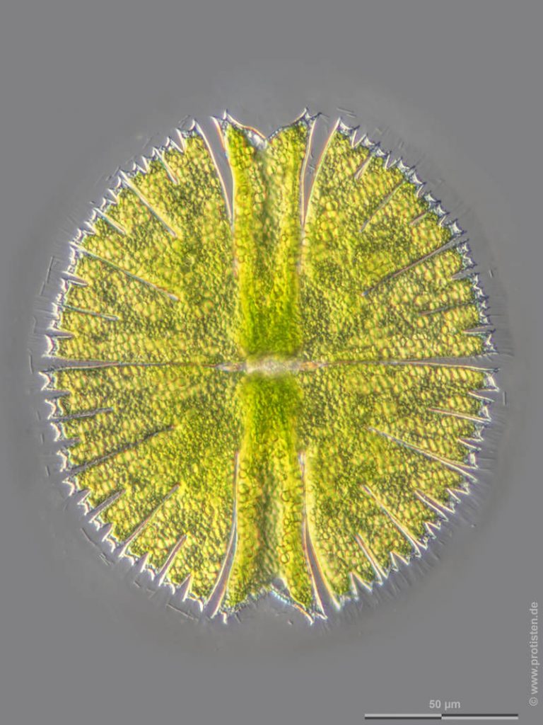 Micrasterias jenneri