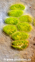 Acutodesmus acutiformis