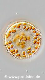 Stephanodiscus astraea