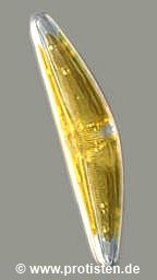 Brebissonia lanceolata