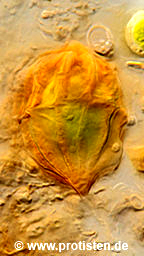 Desmatractum bipyramidatum