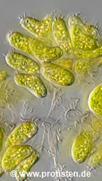 Dimorphococcus lunatus